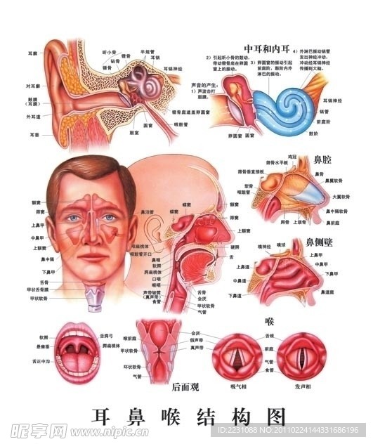 耳鼻喉结构图