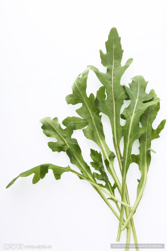 绿色草药