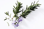 绿色草药