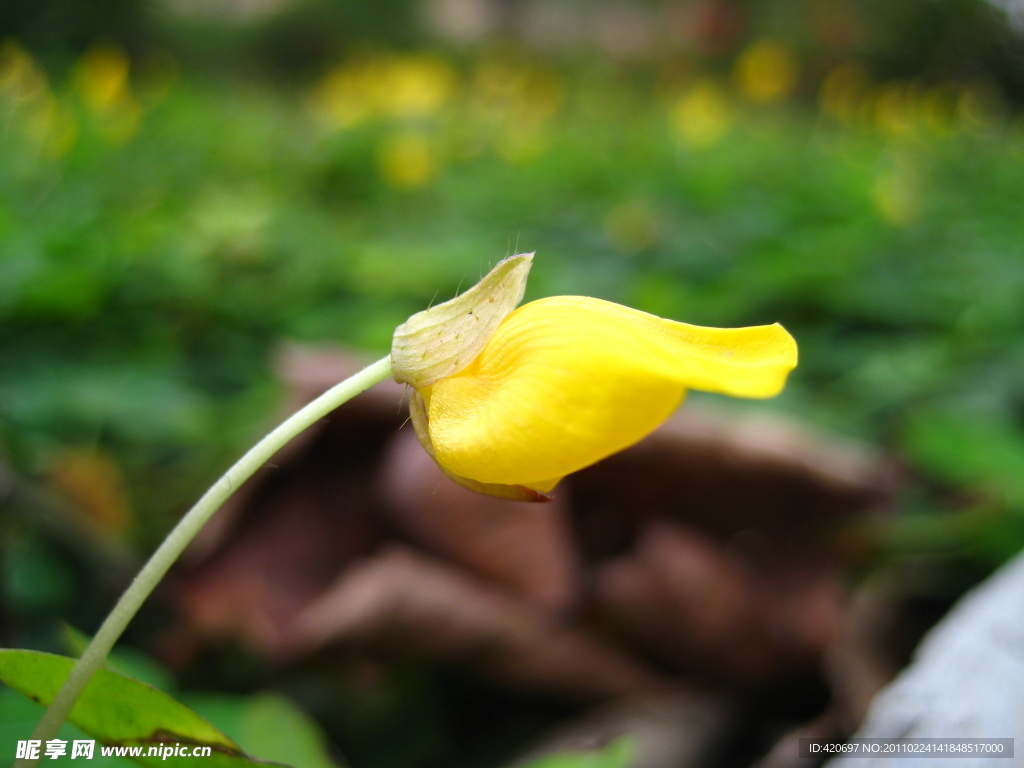 花生花