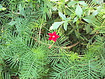 花草