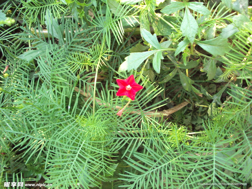花草