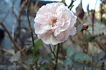 花花