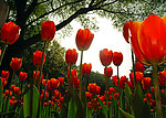 郁金香花