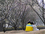 春恋