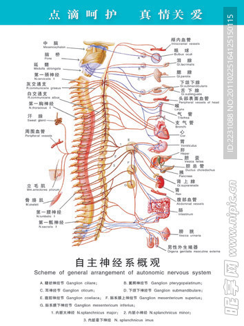 自主神经系概观