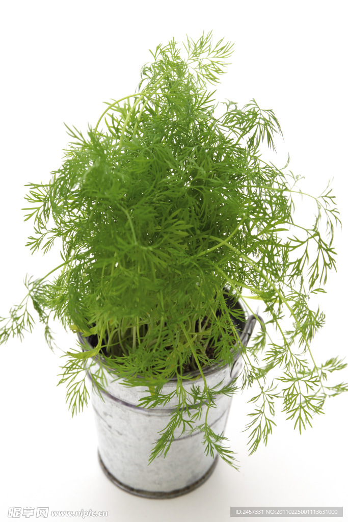 盆摘绿色草药