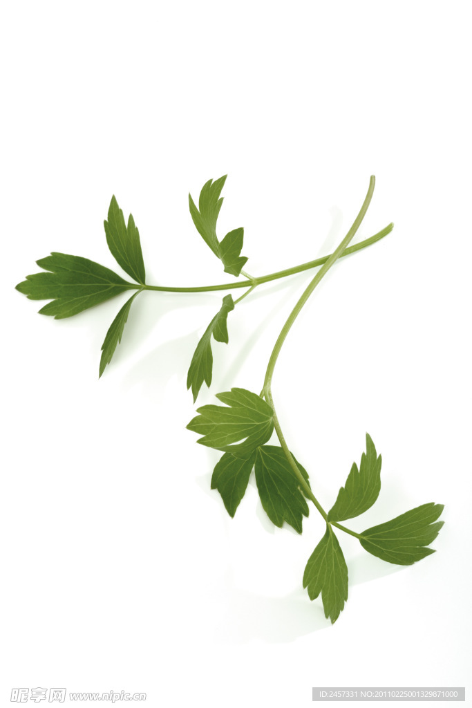 绿色草药