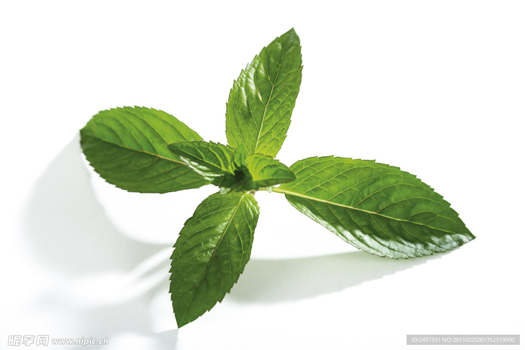 绿色草药