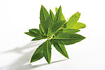 绿色草药