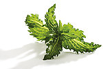 绿色草药