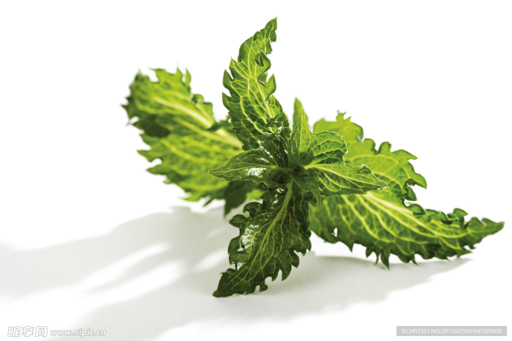 绿色草药