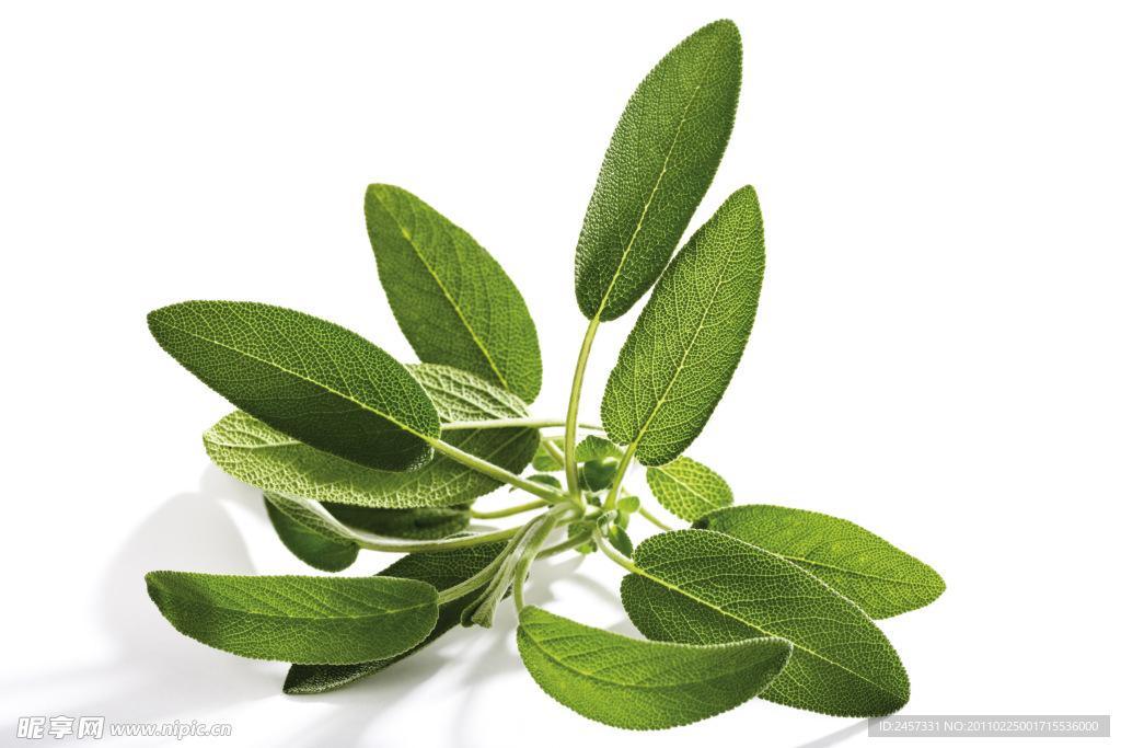 绿色草药