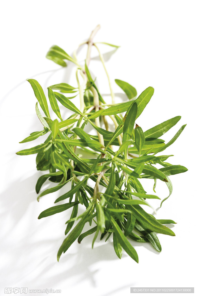 绿色草药
