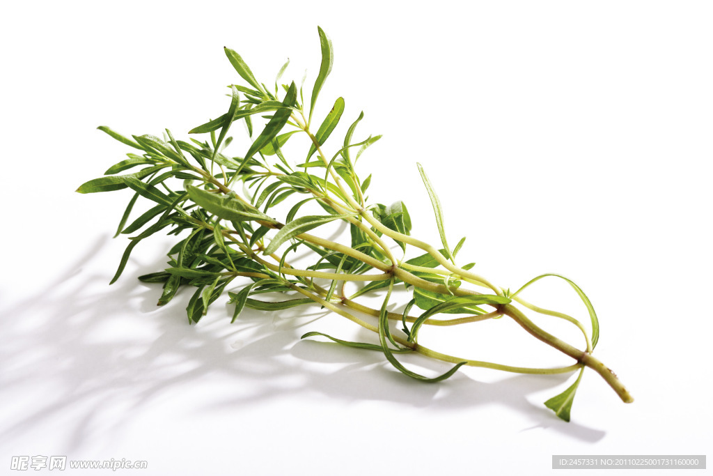 绿色草药