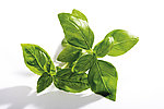 绿色草药