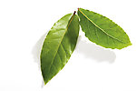 绿色草药