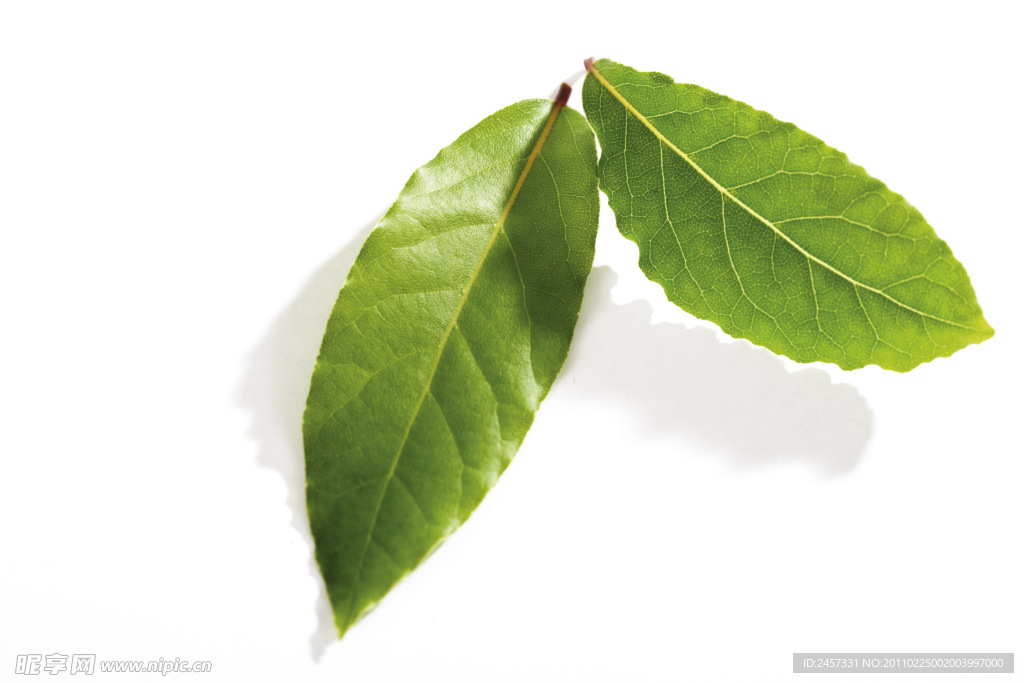绿色草药