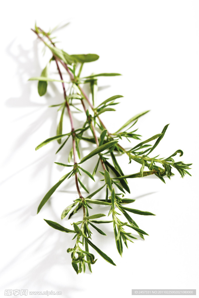 绿色草药