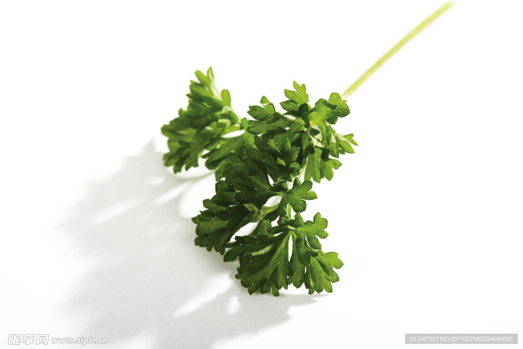绿色草药