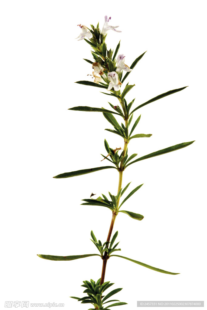 绿色草药