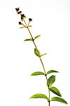 绿色草药