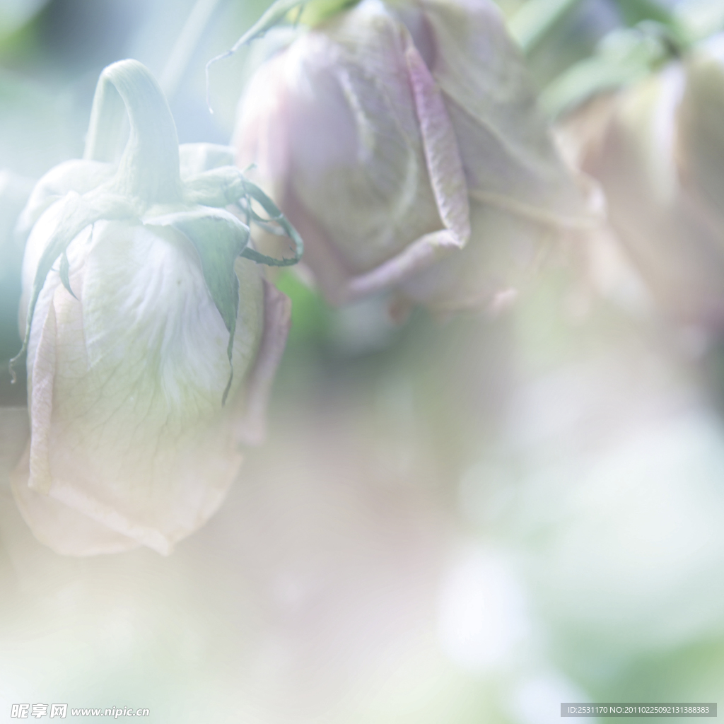 梦幻花卉