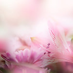 梦幻百合花