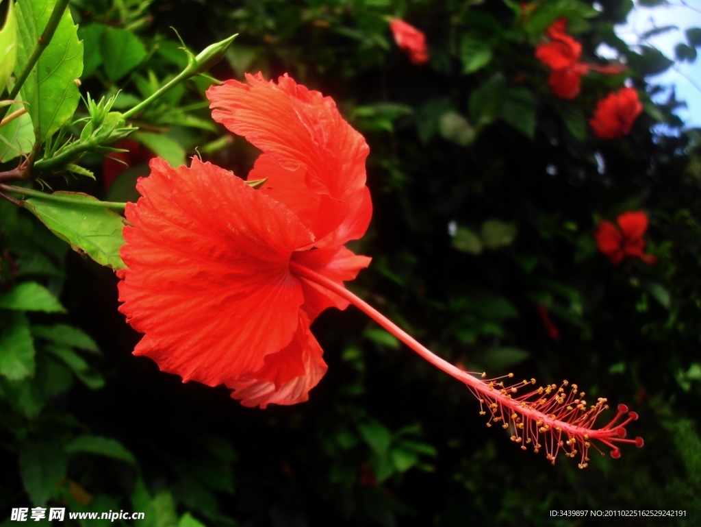 红色芙蓉