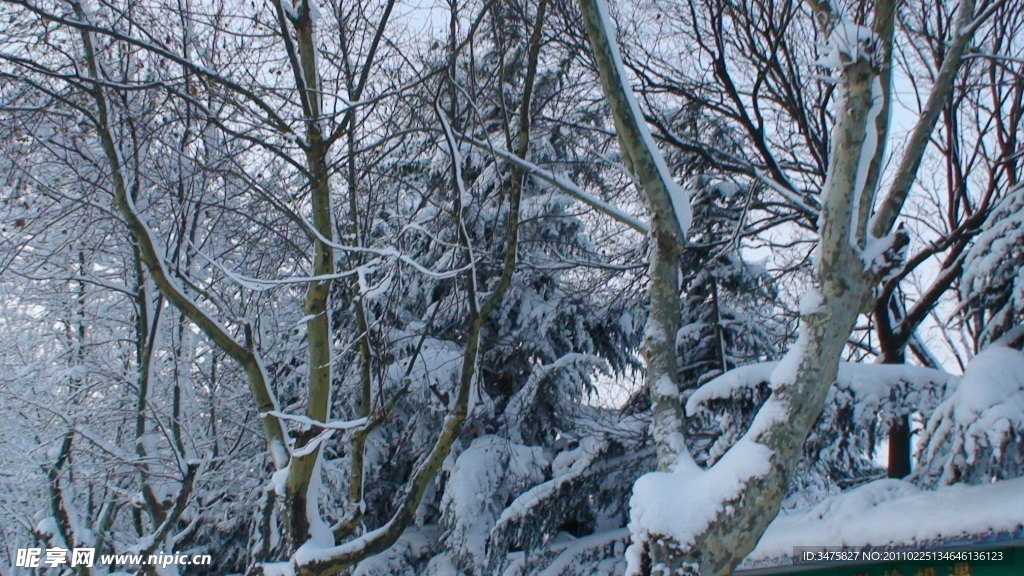 雪景 大雪 树