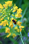 油菜花和蜜蜂