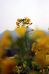 油菜花香醉人眼