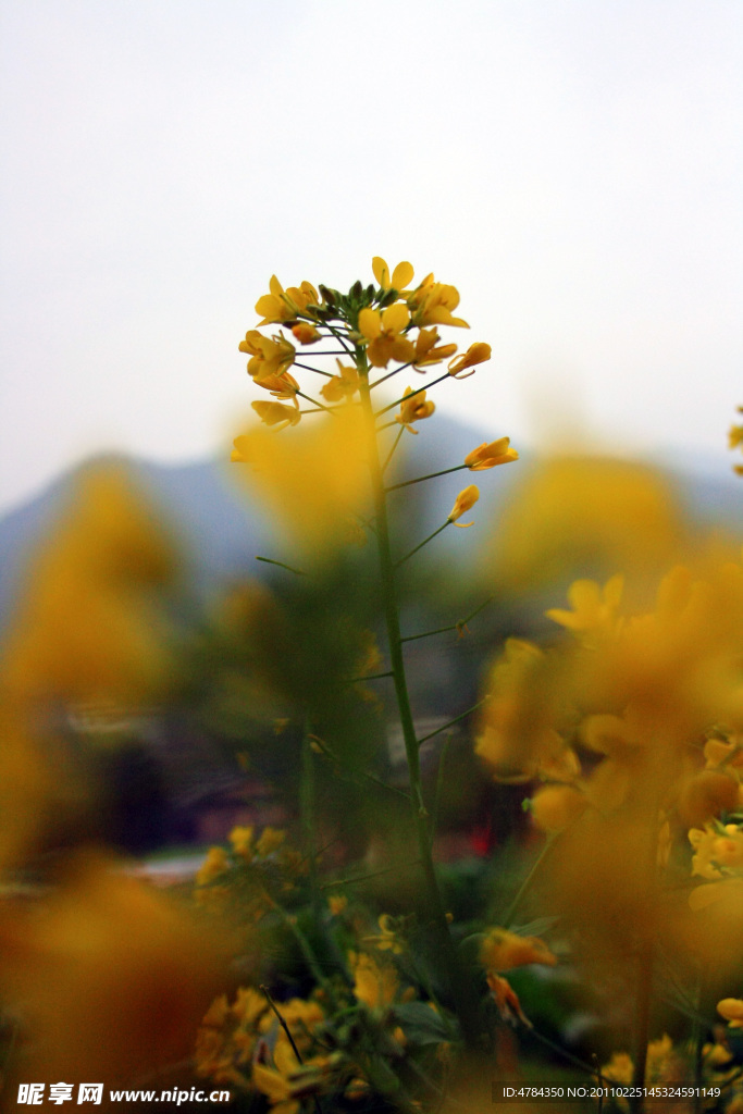 油菜花香醉人眼