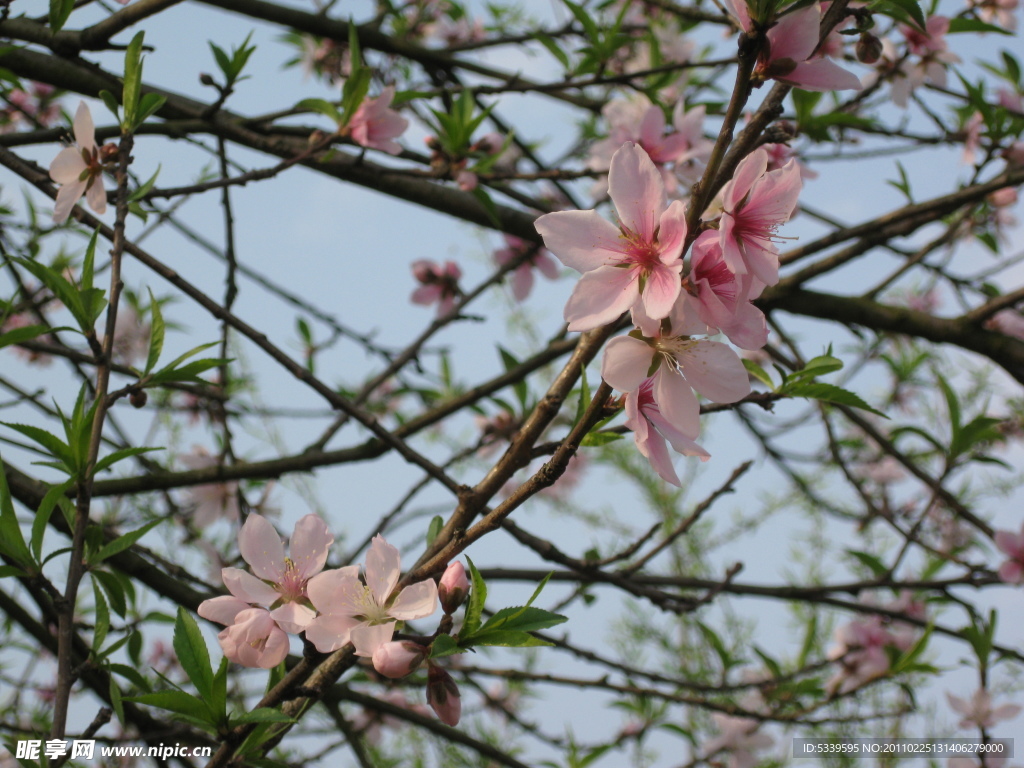 鲜花