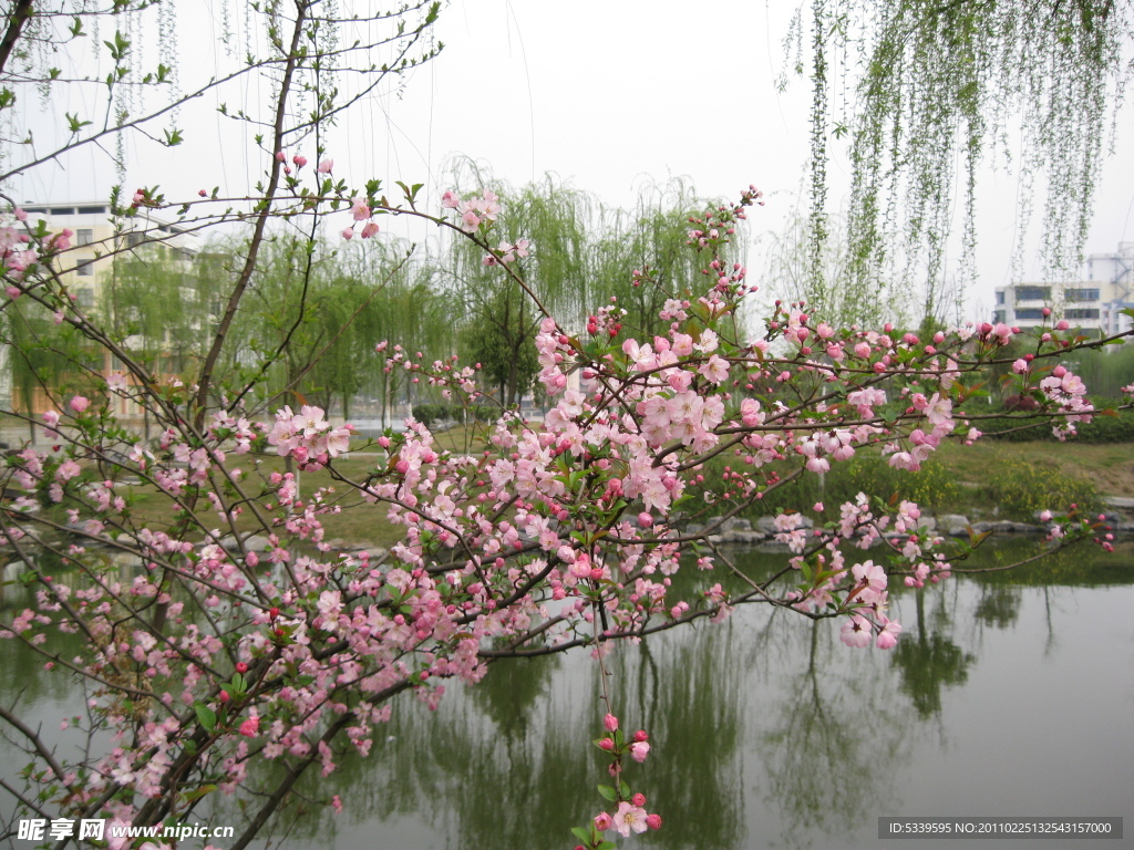 鲜花