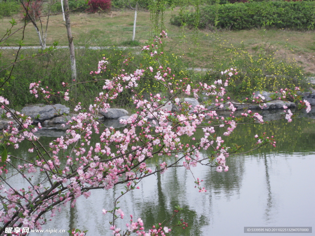 鲜花