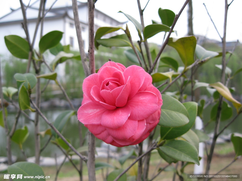 鲜花