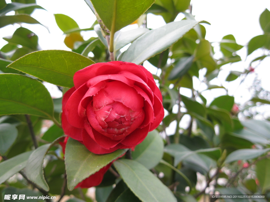 鲜花