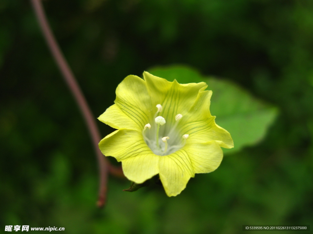 鲜花
