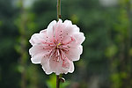 花 桃花