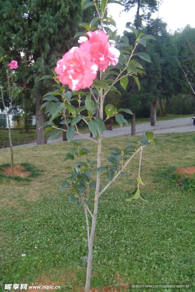 山茶花