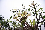 鸡蛋花