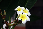 小白花