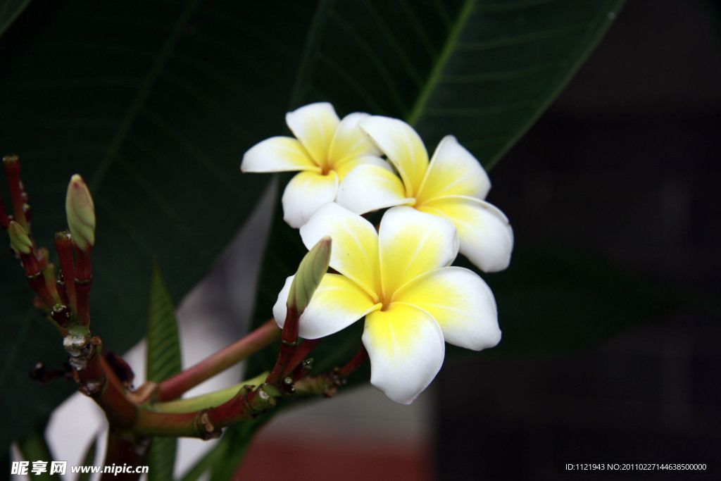 小白花