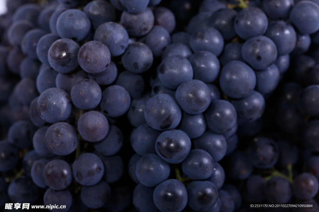 紫葡萄