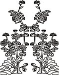 雕刻花 白描 花边底纹