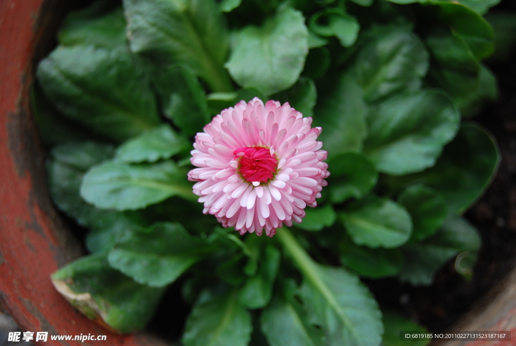 粉色雏菊