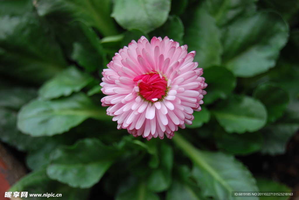 红心粉色雏菊