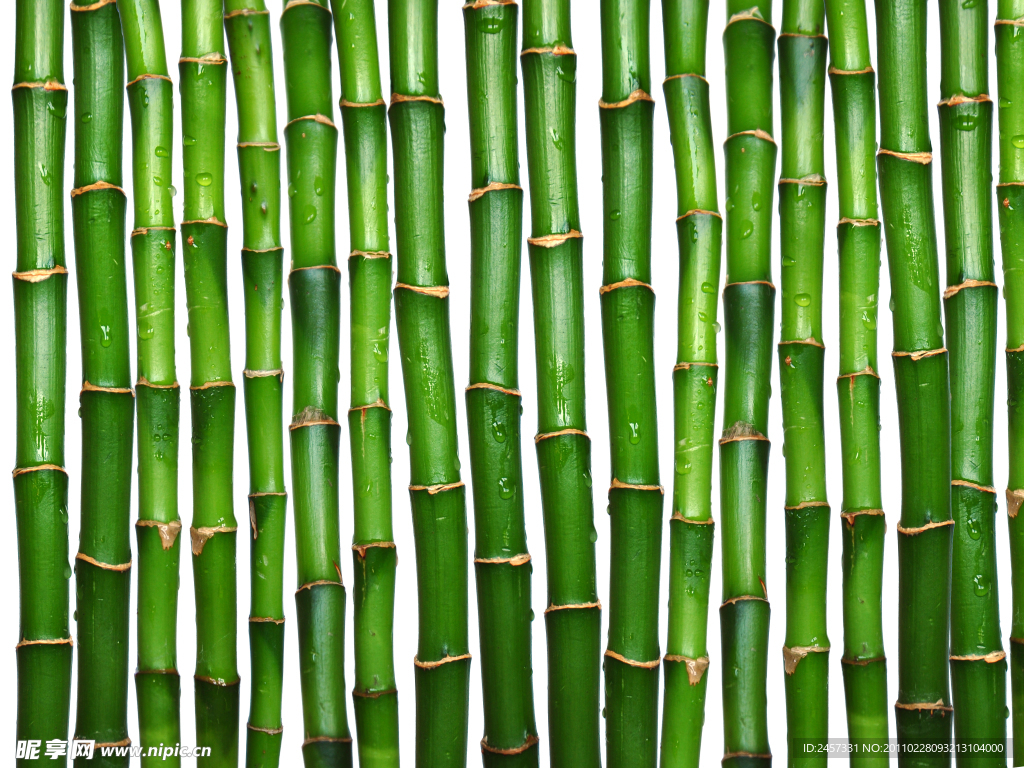 竹子绿竹水滴水珠