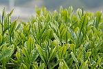 婺源茶叶特写